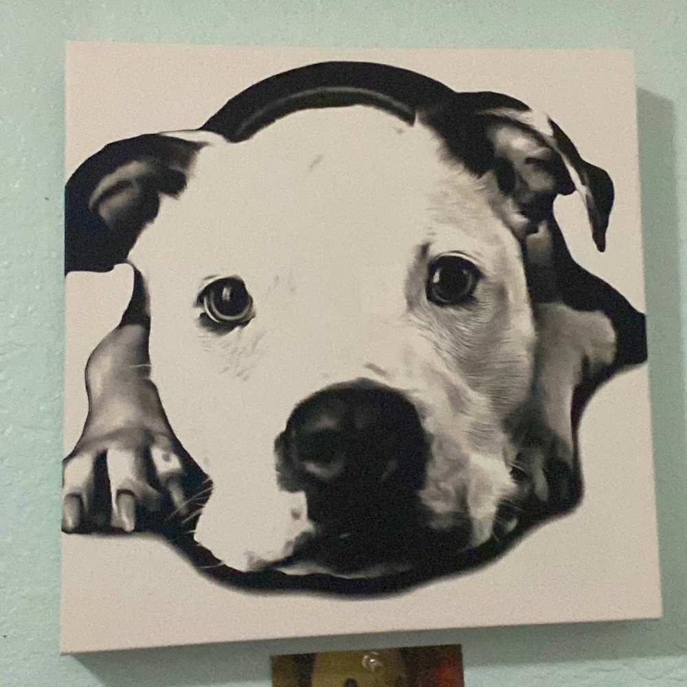 Dog picture